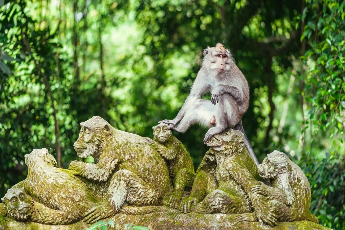 Monkey Forest Ubud Tour