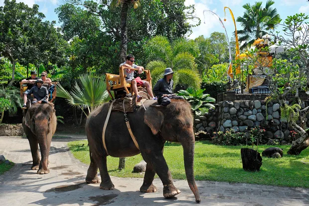 Bali Zoo Tour